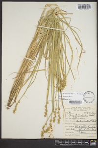 Carex tribuloides var. sangamonensis image