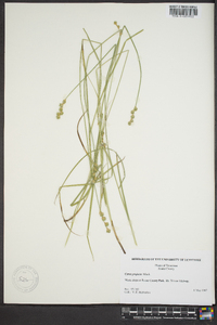 Carex normalis image