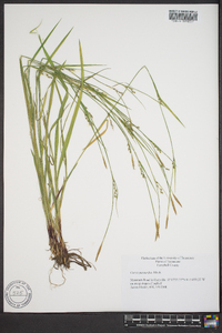 Carex purpurifera image