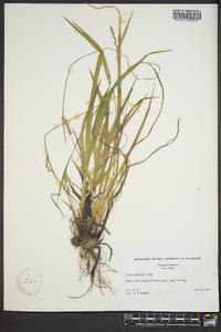 Carex purpurifera image