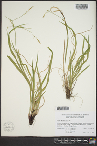 Carex purpurifera image