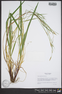 Carex purpurifera image