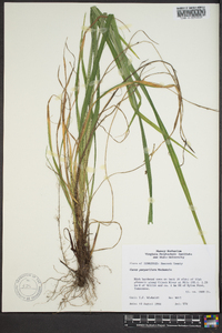 Carex purpurifera image