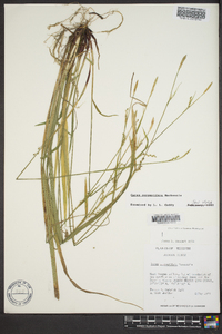 Carex purpurifera image