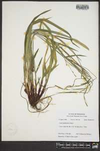 Carex purpurifera image