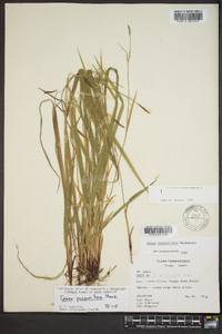 Carex purpurifera image