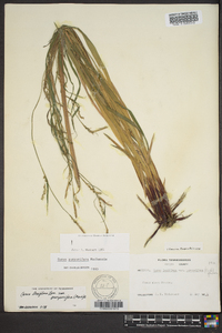 Carex purpurifera image