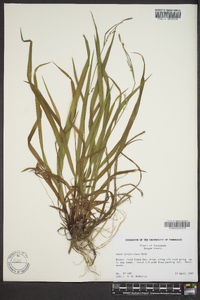 Carex purpurifera image