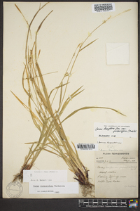 Carex purpurifera image