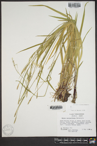 Carex purpurifera image