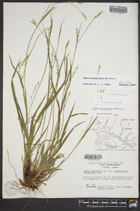 Carex purpurifera image