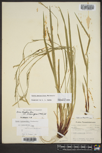 Carex purpurifera image