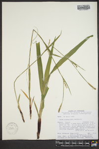 Carex purpurifera image