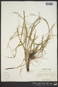 Carex purpurifera image