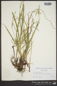 Carex purpurifera image