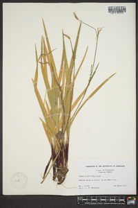 Carex purpurifera image