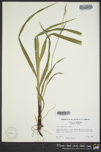 Carex purpurifera image