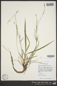 Carex purpurifera image