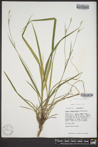 Carex purpurifera image