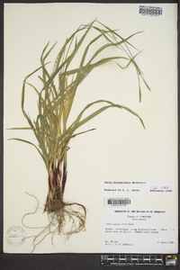 Carex purpurifera image