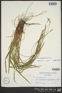 Carex purpurifera image