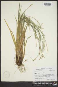 Carex purpurifera image