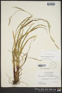 Carex purpurifera image