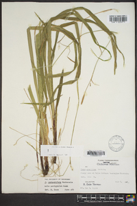 Carex purpurifera image