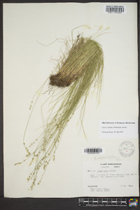 Carex radiata image