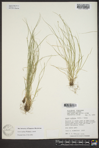 Carex radiata image