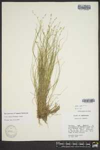 Carex radiata image