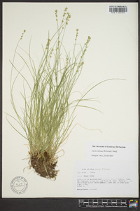 Carex radiata image