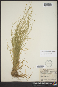 Carex radiata image