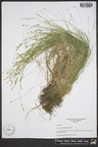 Carex radiata image