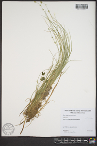 Carex radiata image