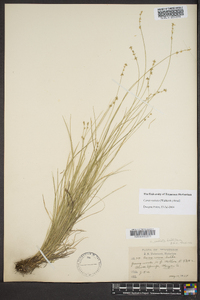 Carex radiata image