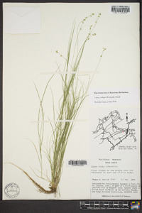 Carex radiata image