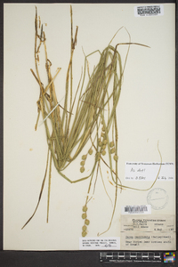 Carex reniformis image