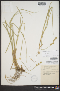 Carex reniformis image