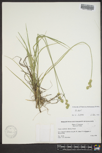 Carex reniformis image