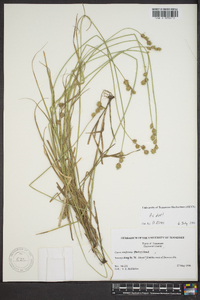 Carex reniformis image