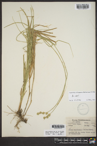 Carex reniformis image