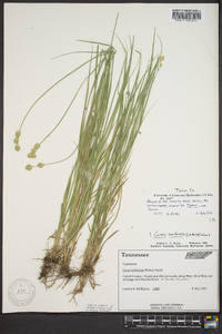 Carex reniformis image