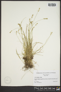 Carex retroflexa image