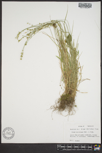 Carex retroflexa image