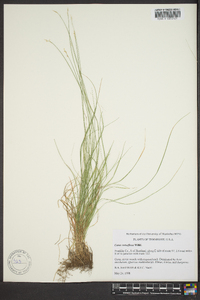 Carex retroflexa image