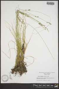 Carex retroflexa image