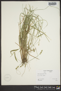 Carex retroflexa image