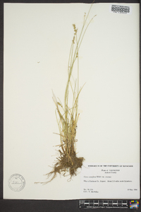 Carex retroflexa image