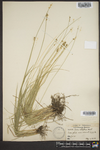 Carex retroflexa image